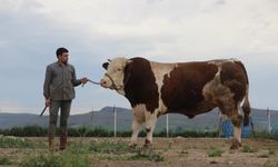 Hay maşaallah, cüssesi de fiyatı da dudak uçuklattı