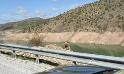 Ayıdan sosyal medya tepkisi
