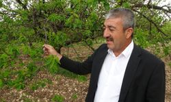 Üreticiler umutlandı, kayısı ağaçları yeşerdi