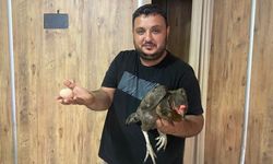 Bakın tavuk nereye yumurtladı? Cesarete bak!