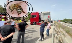 Bir arı trafiğe bedel!