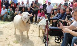 Koyunlar podyumda: Koyunlar güzellik yarışmasında