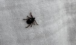 O belirtiler varsa durmayın doktora koşun! Kene alarmı