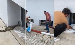 Okulda yılan paniği! Öğrenciler çok korktu