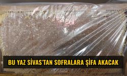 Bu yaz Sivas’tan sofralara şifa akacak