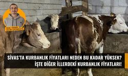 Sivas'ta kurbanlık fiyatları neden bu kadar yüksek?