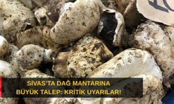 Sivas’ta dağ mantarına büyük talep: Kritik uyarılar!