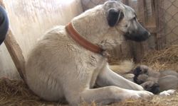 Kurt yavrusuna bile annelik yapan sadık bekçi: Kangal