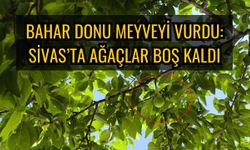 Bahar donu meyveyi vurdu: Sivas’ta ağaçlar boş kaldı