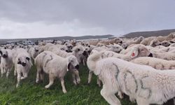Sivas’ta baharın neşesi: Kuzuların buluşması