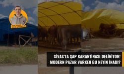 Sivas'ta Şap Karantinası Deliniyor! Modern Pazar Varken Bu Neyin İnadı?