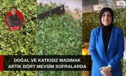 Doğal ve katkısız madımak artık dört mevsim sofralarda