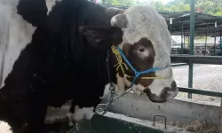 Sivas'ta Kurban Pazarı orada kurulacak