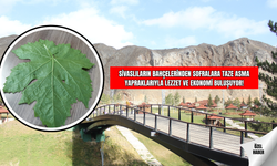 Sivaslıların Bahçelerinden Sofralara: Taze Asma Yapraklarıyla Lezzet ve Ekonomi Buluşuyor!