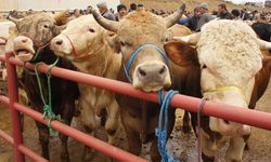 Türkiye'de 3 milyon 330 bin kurban kesildi