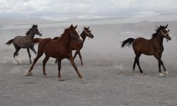 Bu taylardan 150 milyonluk gelir hedefleniyor