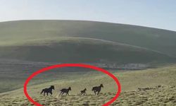 O anlara tanıklık ettiler: Dağlarda özgürce koşan ruhlar