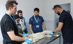 Sivas'tan Türkiye'ye Örnek Olacak Hamle