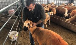 O Şehrin Gözdesi Haline Geldi! Sivas'ın Kangal Kuzularının Sırrı Ne?
