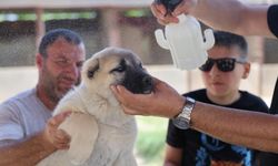 Kenesavar karışım yaptı