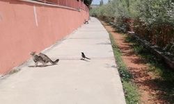 Kediyi canından bezdirdi, bitmeyen dalga!
