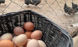 Mutfaklarda Kırmızı Alarm! Tavuklar Yumurtadan Mı Kesildi?