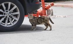 Uzman İsim Sivas'tan Açıkladı! İyi Niyetle Yapılan O Hata Ekosistemi Çökertti