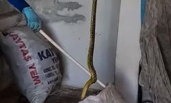 Evine bir girdi boyu tam 2 metre olan yılanla karşılaştı!