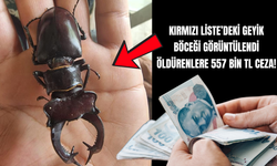 Kırmızı Liste’deki Geyik Böceği Görüntülendi Öldürenlere 557 Bin TL Ceza!