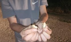Yüzlerce Çekirge Yola Akın Etti, Sürücüler Şaşkına Döndü