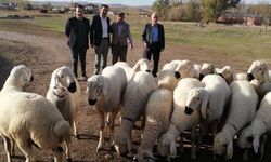 Kangal'da şap için acil çağrı