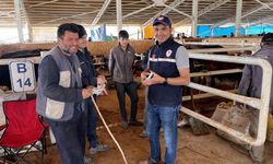 Sivas'ta Kurban Alırken Dikkat!