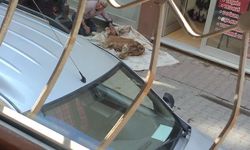 Buzağısına Evladı Gibi Sarıldı! Gözyaşları Yürek Burktu