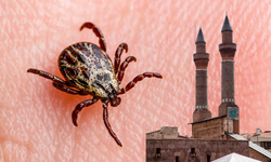 Kene Kâbusu Büyüyor Sivas'ta Can Kaybı 6 Oldu!