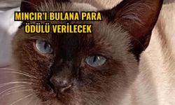 Mıncır’ı bulana para ödülü verilecek