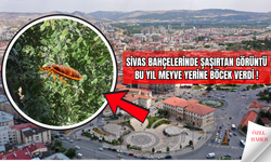 Sivas Bahçelerinde Şaşırtan Görüntü Bu Yıl Meyve Yerine Böcek Verdi !