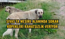 Sivas’ta mesire alanında sokak köpekleri rahatsızlık veriyor