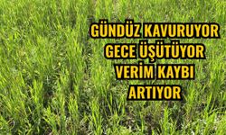 Gündüz kavuruyor gece üşütüyor verim kaybı artıyor