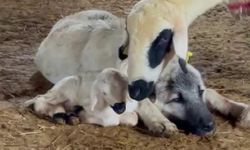 Kangal ve ailesi objektiflere yansıdı