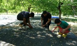 Meyvede baraj çevreleri sevindirdi