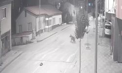 Zara’da Mahalleye İnen Ayılar Kameraya Takıldı