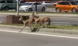Sivas'a dağ keçileri indi