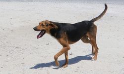 Köpeğine sahip çıkmayana ceza kesildi