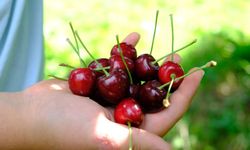 Kirazı soğuk vurdu, fiyatı cepleri yaktı