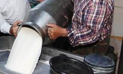 Süt toplamada rekora gidiliyor