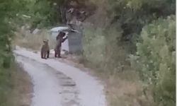 Ayılarla özçekimin böylesi