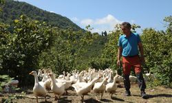 Alım garantili kazlar yüz güldürüyor