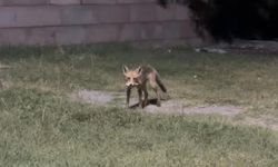 Doğaya ihanet pikniklerde gizli!