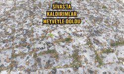 Sivas'ta kaldırımlar meyveyle doldu