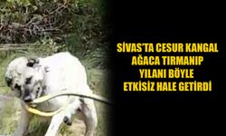 Sivas’ta cesur kangal ağaca tırmanıp yılanı böyle etkisiz hale getirdi